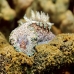nudibranch_mm_v_0705_png0145.jpg